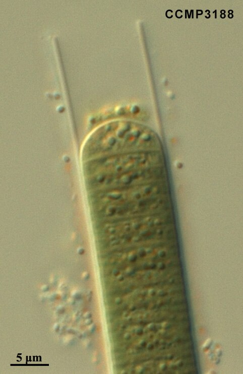 CCMP329 | NCMA at Bigelow Laboratory